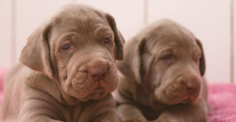 18 dog breeds that seem easy as puppies and far more serious after adolescence hits dog news