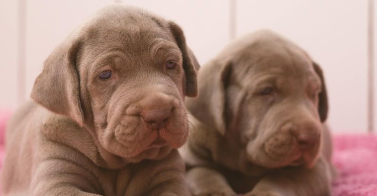 18 dog breeds that seem easy as puppies and far more serious after adolescence hits