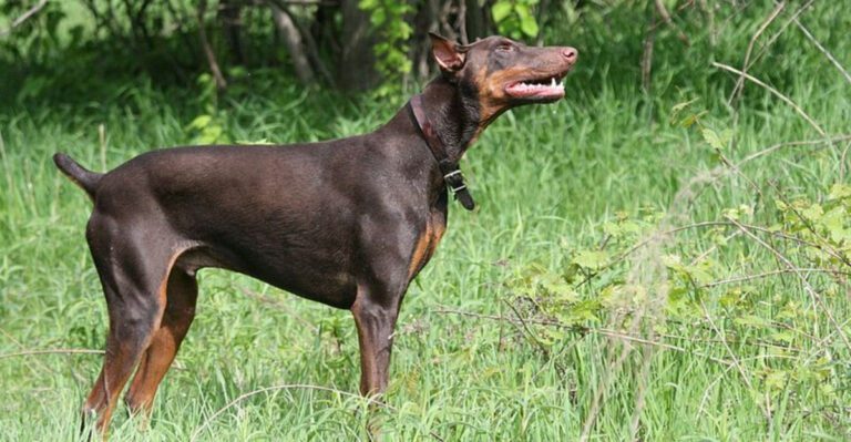 18 dog breeds that seem to carry a quiet confidence dog news