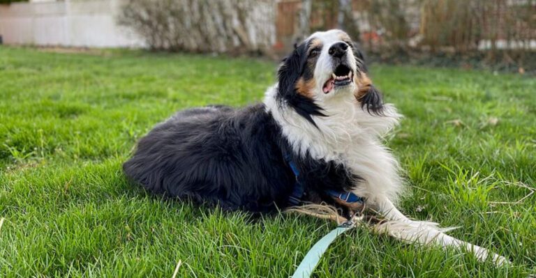 18 dog breeds that seem to invent private tests to decide who really understands them dog news