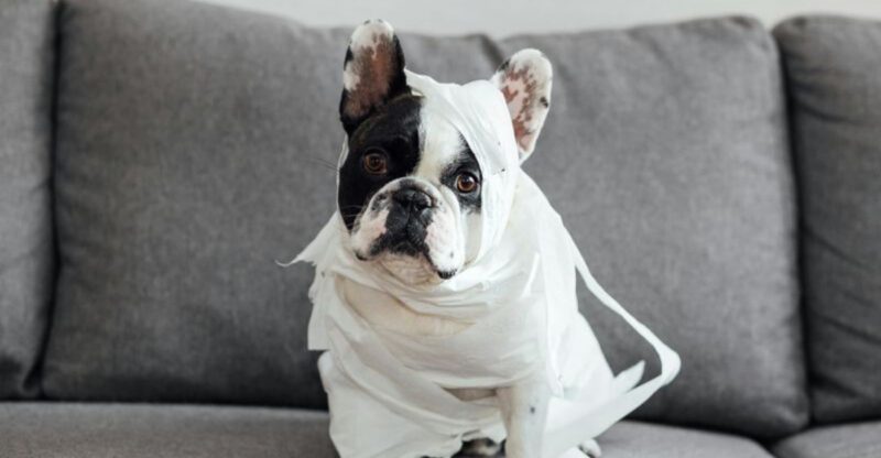 18 dog breeds that tend to appear far more often in films ads and media than most people notice