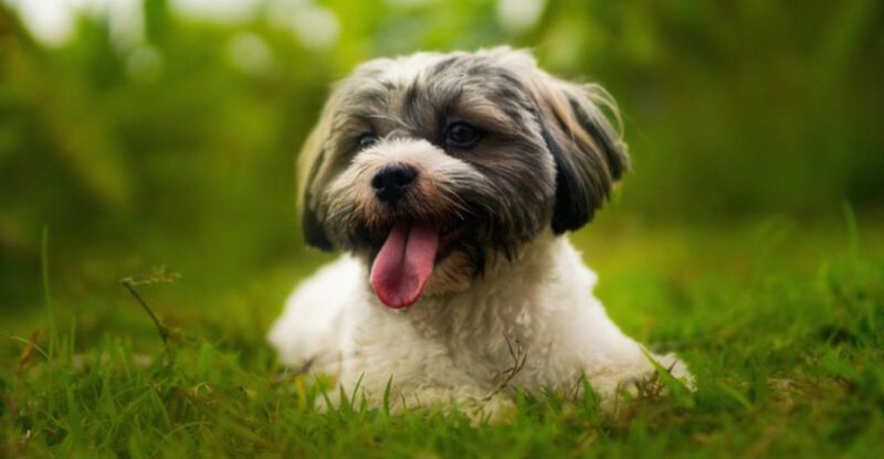 18 dog breeds that turn grooming into a much bigger commitment than owners expected