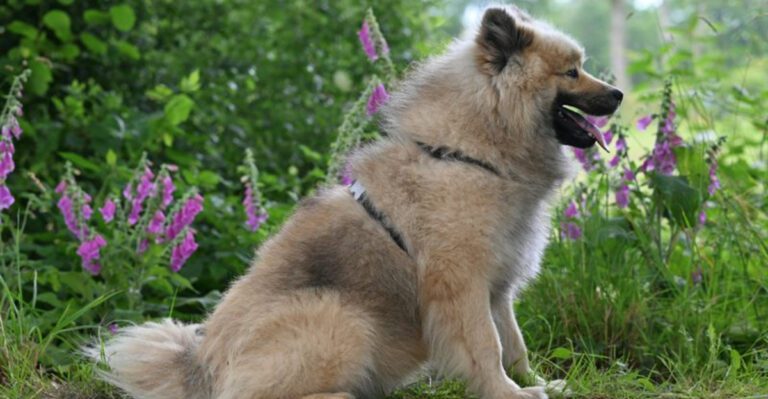 19 dog breeds suddenly feeling more relevant because cute is no longer enough dog news