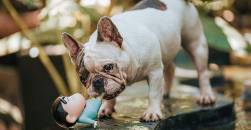 19 dog breeds that act like theyve assigned themselves a role in your life