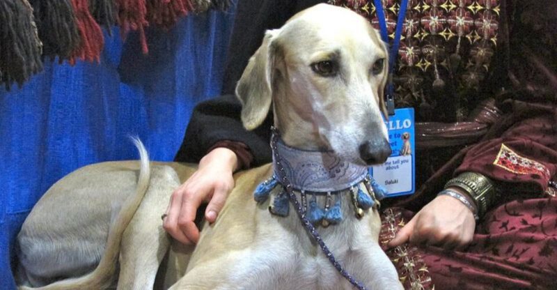 19 dog breeds that always look like they know something you do not