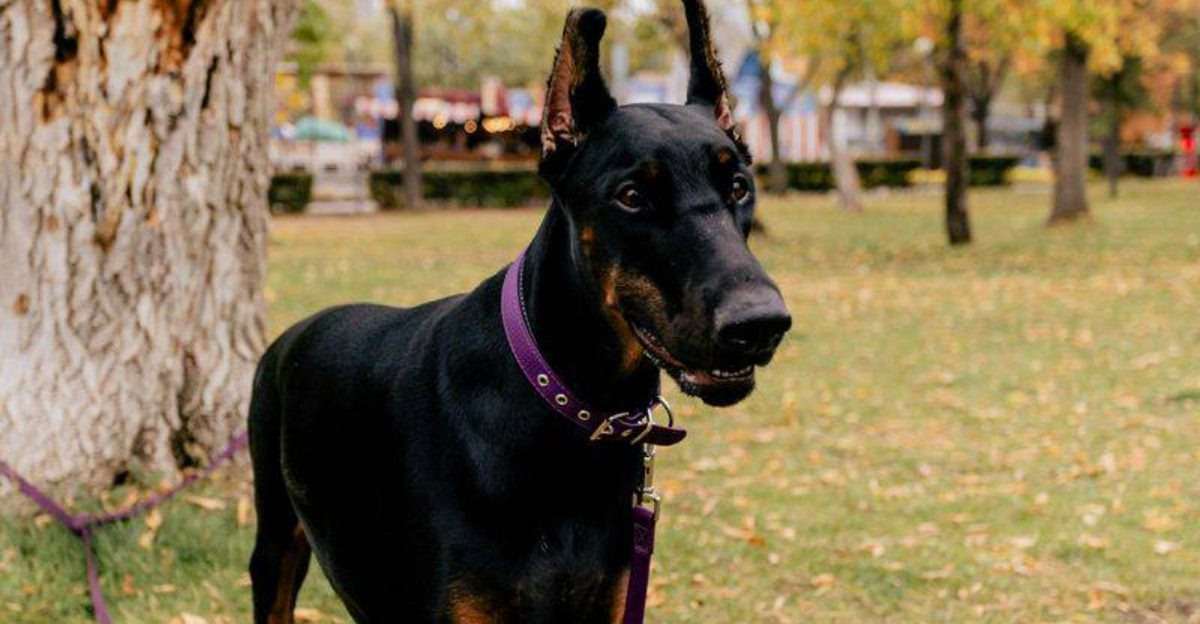 19 dog breeds that are impossible to ignore once you really get to know them