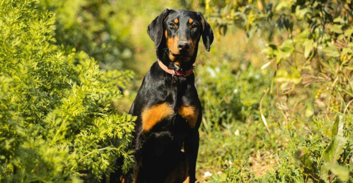 19 dog breeds that can make one garden hose feel like the most suspicious thing on earth