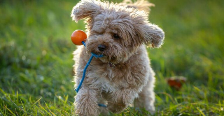 19 dog breeds that have exploded in popularity thanks to social media dog news