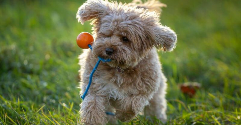 19 dog breeds that have exploded in popularity thanks to social media
