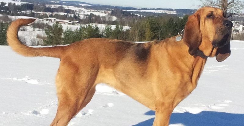 19 dog breeds that have origins tied to extremely specific jobs most people rarely think about