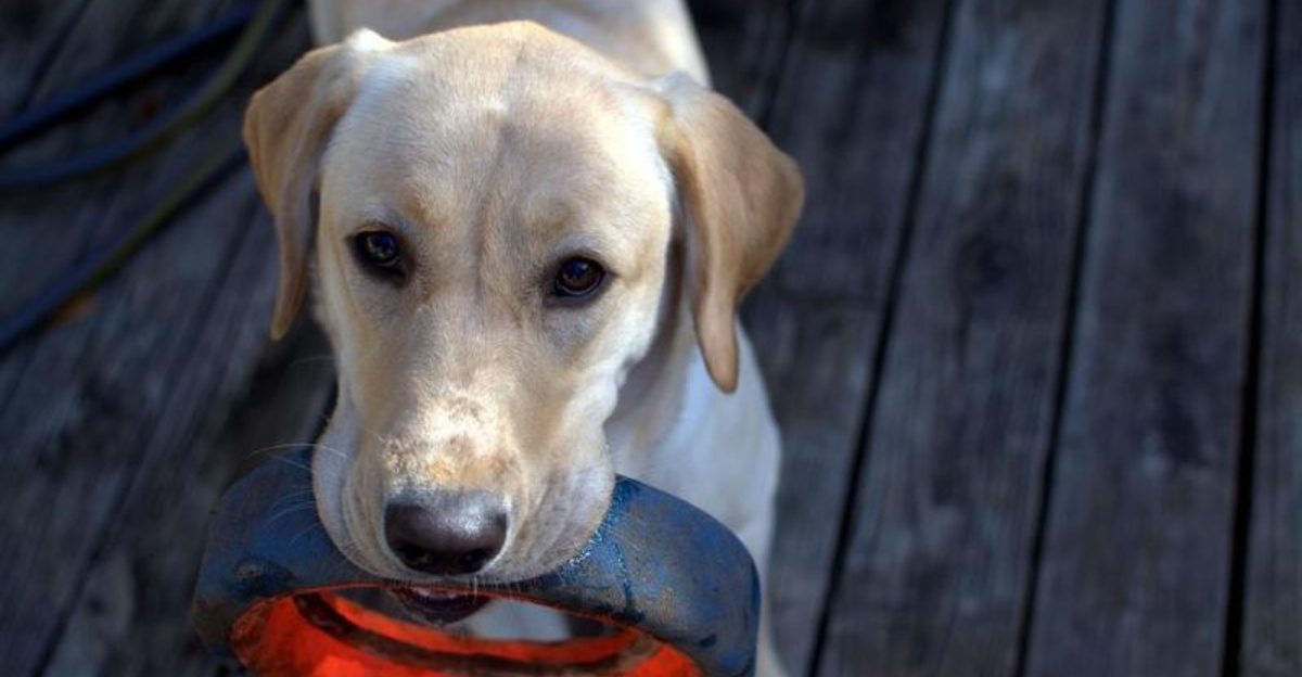 19 dog breeds that react strongly when they feel ignored for too long