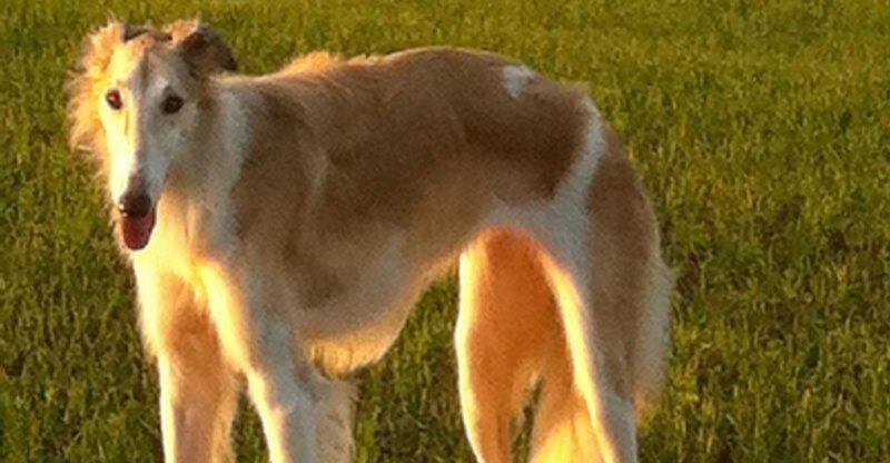 19 dog breeds that stand out the most in crowded public places without even trying