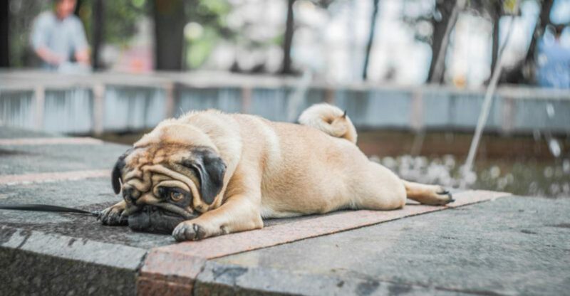 20 dog breeds that can make you reopen the same door five times in ten minutes