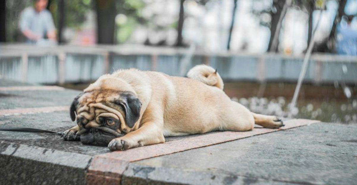 20 dog breeds that can make you reopen the same door five times in ten minutes