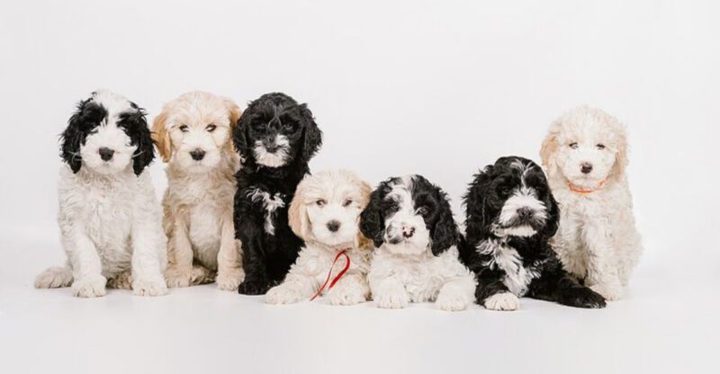 20 dog breeds that can quietly change how a home feels over time