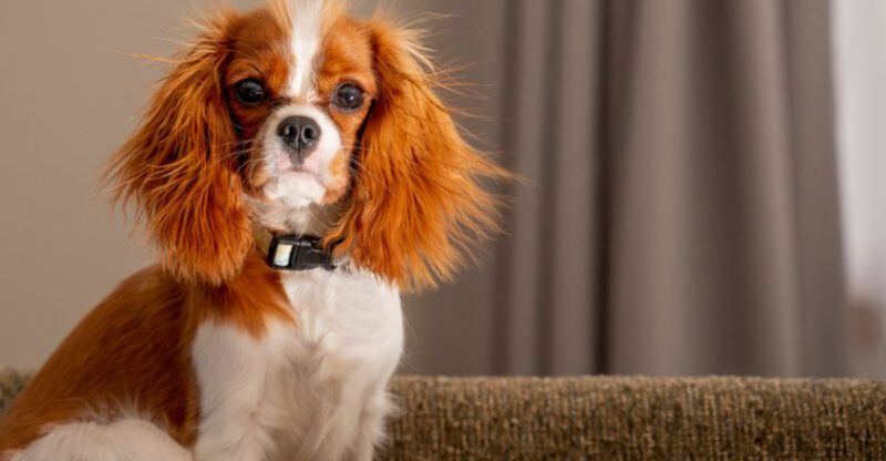 20 dog breeds that feel safe only when they can follow you everywhere