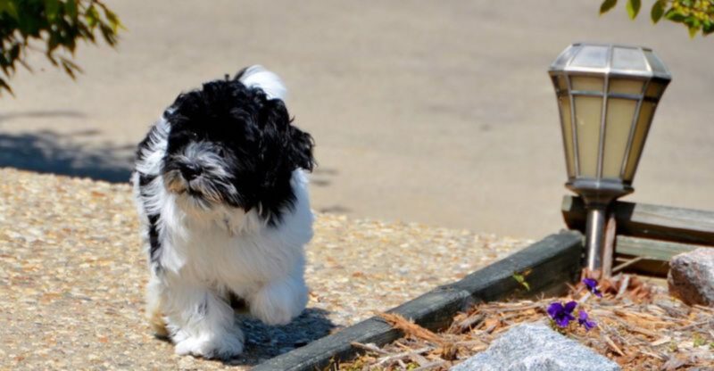20 dog breeds that feel surprisingly perfect for the way people live now