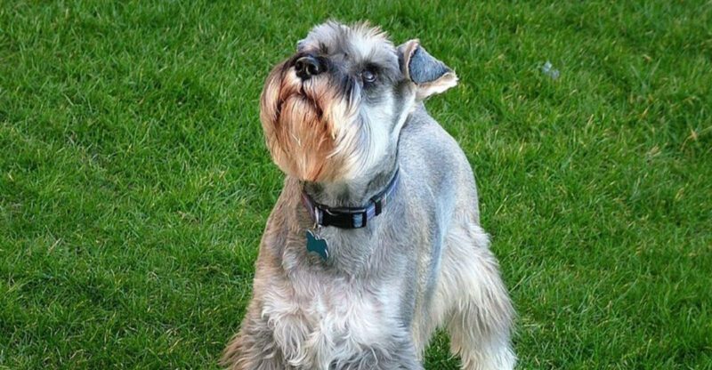 20 dog breeds that look innocent but have way more character than expected