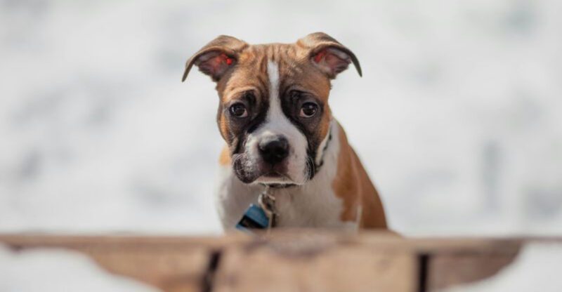 20 dog breeds that owners say feel more like personalities than pets