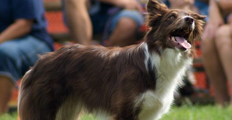 20 dog breeds that react the moment they think something is about to happen