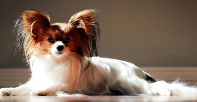 6 toy breeds that remain tiny and 10 more small dogs that stand out dog news
