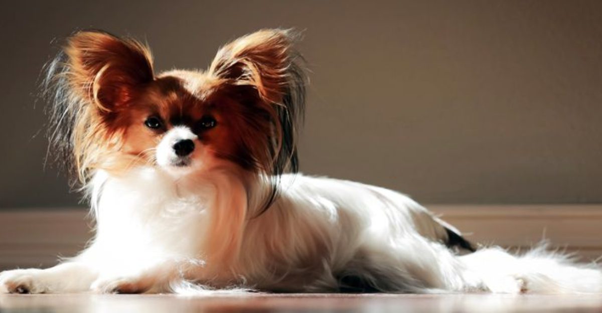 6 toy breeds that remain tiny and 10 more small dogs that stand out