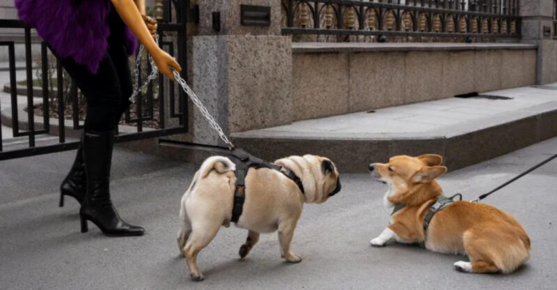 8 Signs your dog is offended and needs space not more attention