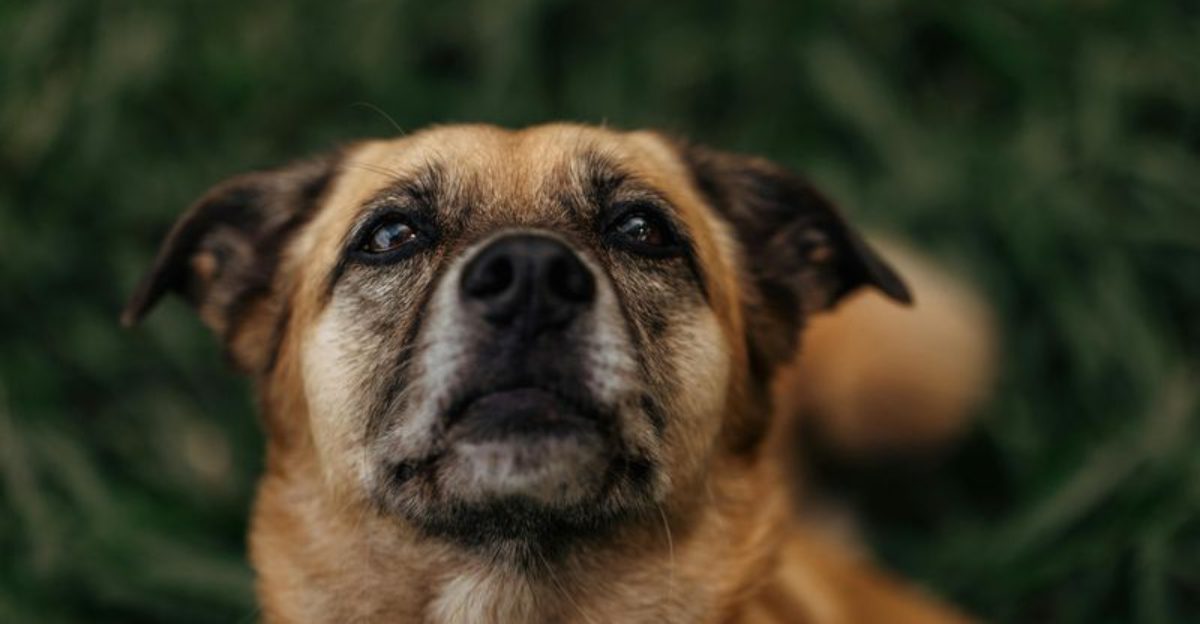 8 Signs your dog secretly uses to check if you are still paying attention