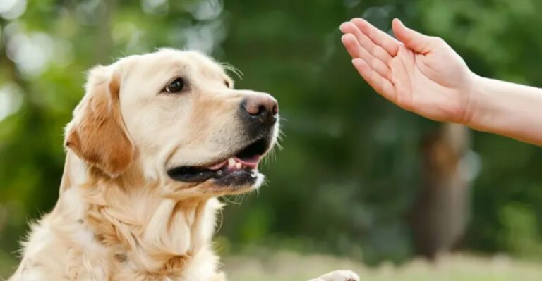 8 behaviour signals that a dog has started treating one person like their whole world dog news