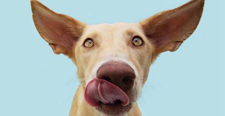 8 behaviour signals that a dog is politely telling everyone they need space dog news