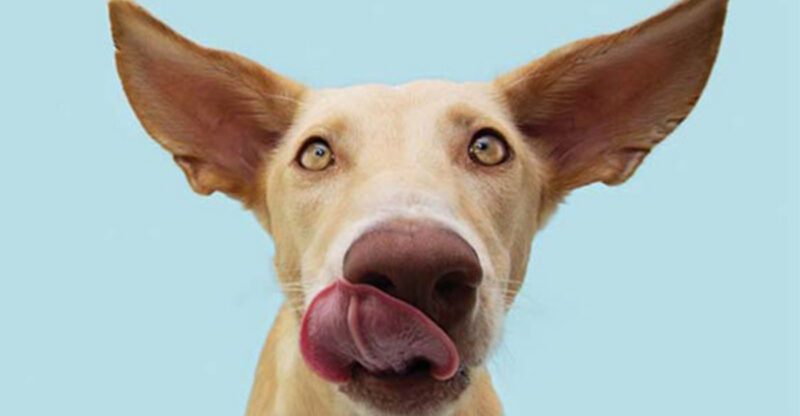 8 behaviour signals that a dog is politely telling everyone they need space
