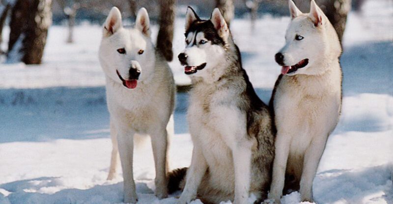 8 dog breeds that show emotional goodbye signs and 8 that stay strong until the very end