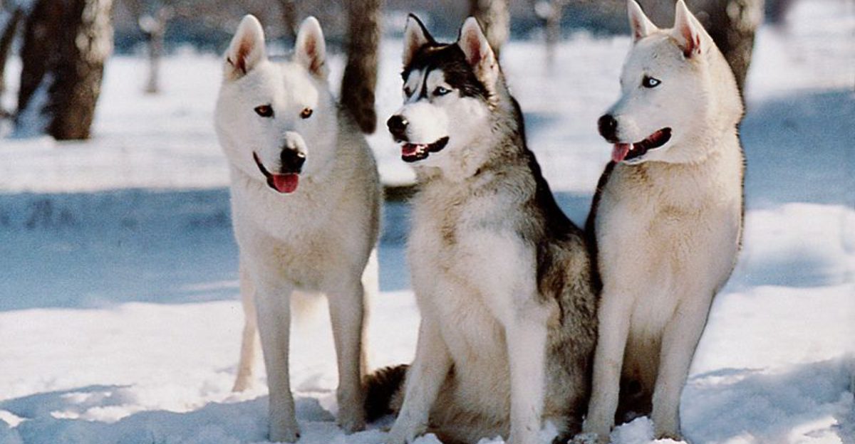 8 dog breeds that show emotional goodbye signs and 8 that stay strong until the very end