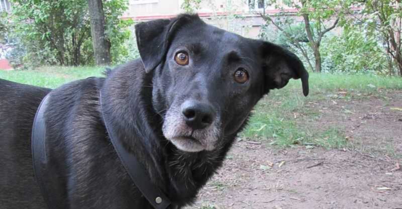 8 signs your dog is pretending not to listen even though they clearly heard you