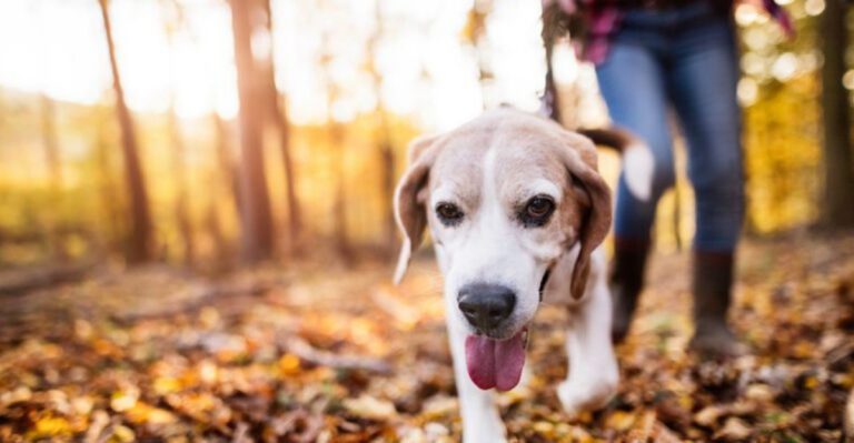 8 signs your dog is tired in the brain not just tired in the body dog news