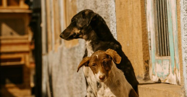 8 strange behaviours dogs show when they think they heard something humans cannot dog news