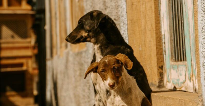8 strange behaviours dogs show when they think they heard something humans cannot