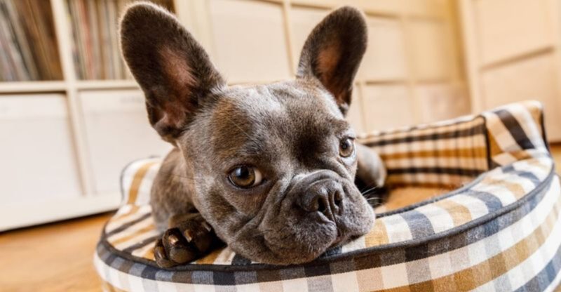 9 common cleaning products dogs react to and 6 safer smelling alternatives