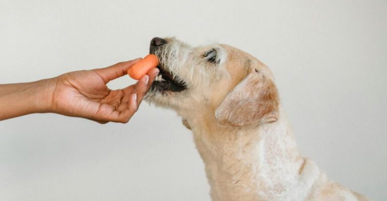 9 foods people think are dangerous for dogs but are usually fine dog news