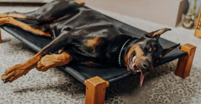 A breed can be loyal loving and still difficult to manage well these are 15 dogs that come with strengths owners praise and trade offs they ignore dog news