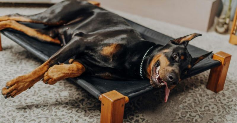 A breed can be loyal loving and still difficult to manage well these are 15 dogs that come with strengths owners praise and trade offs they ignore