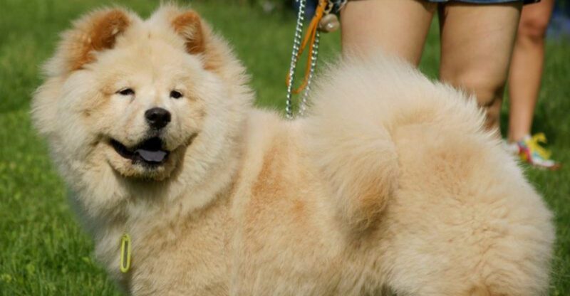 Assume a quiet dog is a comfortable dog These are 12 breeds that often hide pain until it is too late