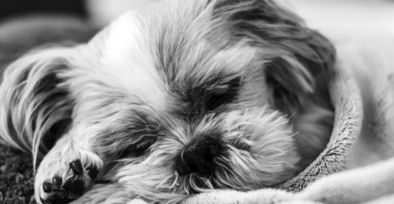 Bedtime turns into a full situation with these 16 dog breeds