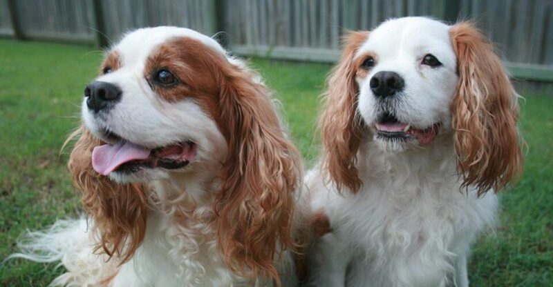Before you assume all health problems are obvious these are 14 dog breeds owners often miss the earliest warning signs in