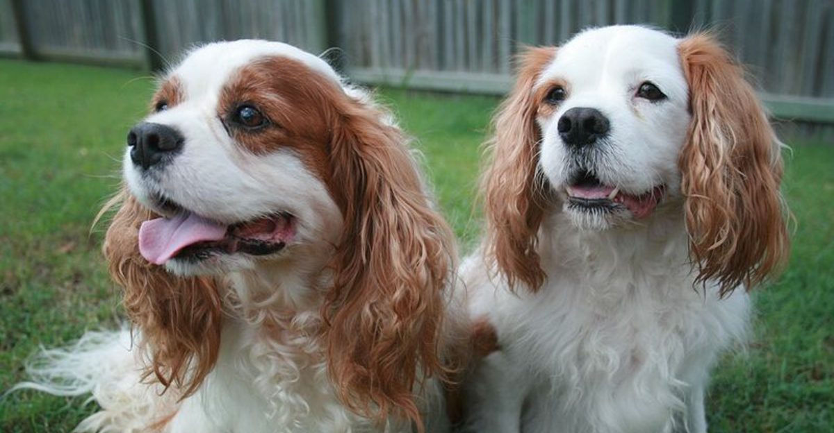 Before you assume all health problems are obvious these are 14 dog breeds owners often miss the earliest warning signs in