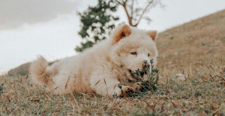 Before you call a breed low maintenance look closer these are 14 dogs whose weak points tend to show up in everyday care dog news