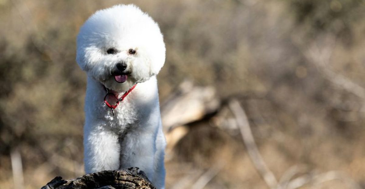 Before you pick a breed for personality alone, these are 14 dogs whose emotional needs demand far more than buyers expect