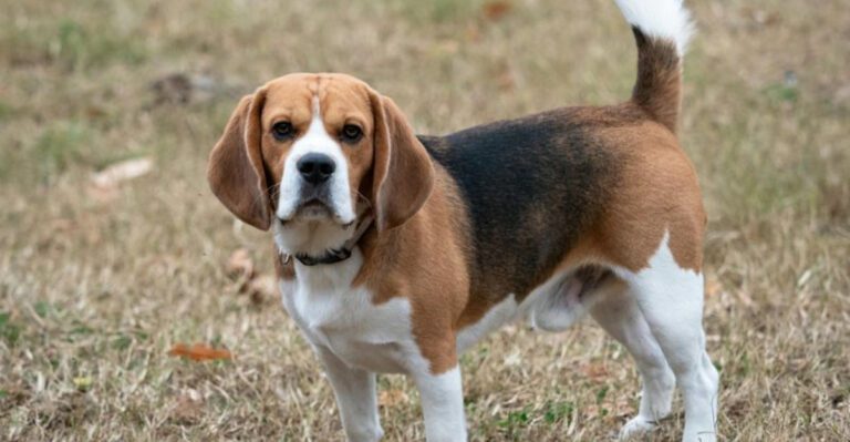 Closed doors never go unnoticed by these 16 dog breeds dog news