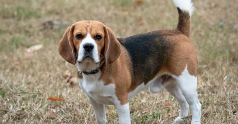 Closed doors never go unnoticed by these 16 dog breeds