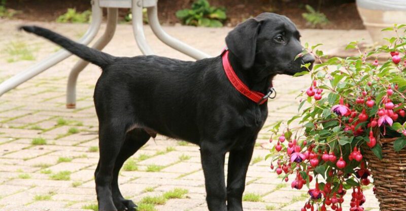 Coming home feels completely different when you live with these 15 dog breeds